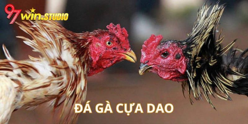 Đá Gà Cựa Dao - Kinh Nghiệm Để Giành Được Chiến Thắng