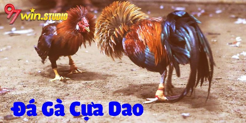 Đôi nét về đá gà cựa dao